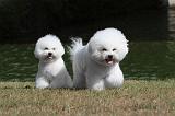 BICHON FRISE 004